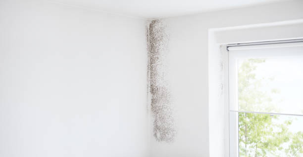 Best Mold Damage Restoration  in Sebastopol, CA